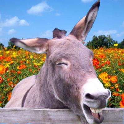 donkey