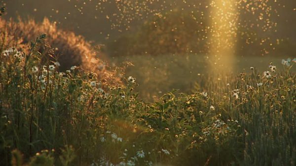 Wildflower field