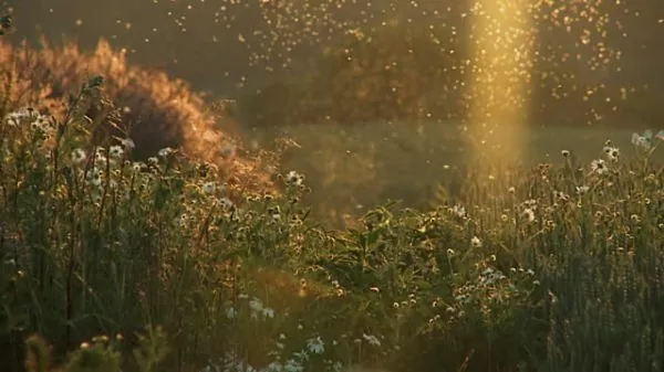 Wildflower field